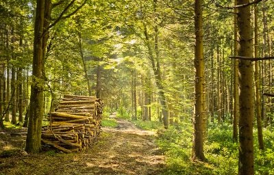 Analyste Psycho-Organique